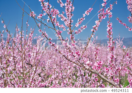 Momobata of Momogengo (Momobata of Ara River) Kinokawa City Momoyama Town, Wakayama Prefecture Momobata of Momogengo (Momobata of Ara River) Kinokawa City Momoyama Town, Wakayama Prefecture 49524311
