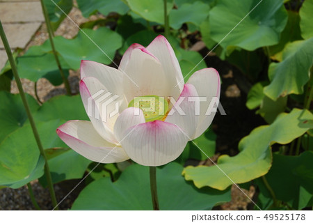 Lotus flower Lotus flower 49525178