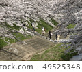 Cherry blossoms along the Sabo River Cherry blossoms along the Sabo River 49525348