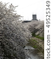 Cherry blossoms along the Sabo River Cherry blossoms along the Sabo River 49525349