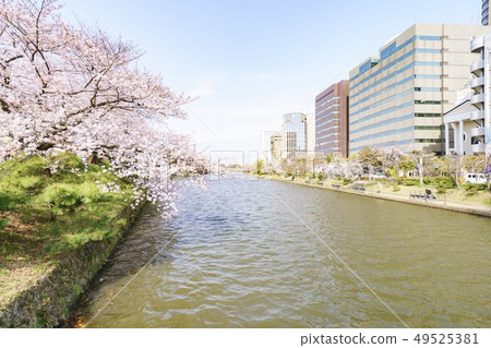 Maizuru公園的櫻花和辦公區域 49525381