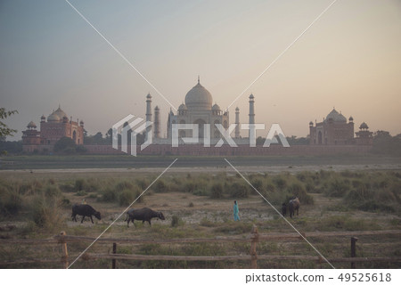 Taj Mahal Taj Mahal 49525618