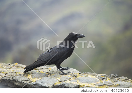 crow 49525630