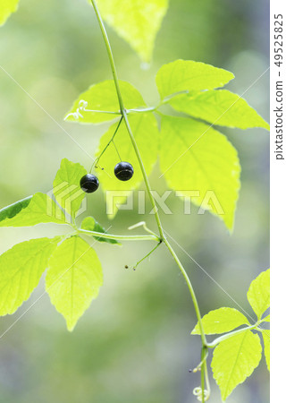 Ama Cha Shuul Sapporo 49525825