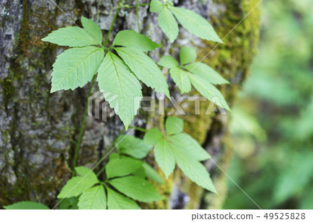 Ama Cha Shuul Sapporo 49525828