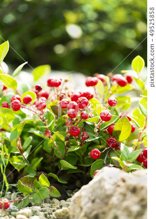 Akamono Yurigahara 49525858