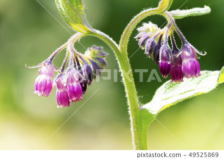 Hiroshimari札幌市 Hiroshimari札幌市 49525869