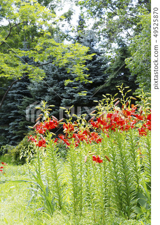 Tanzen Yurigahara Park 49525870