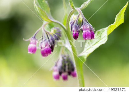 Hiroshimari札幌市 49525871