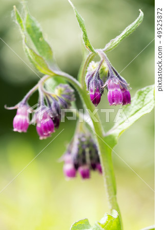 Hiroshimari札幌市 Hiroshimari札幌市 49525872