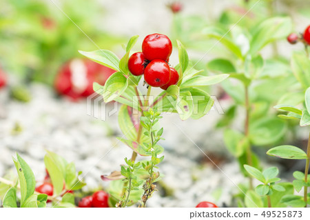 Ezo Gozen Tachibana Takino Suzuran Hillside Park 49525873