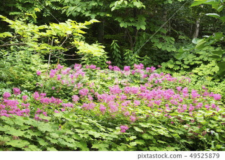 Kyoganoko Takino Suzuran Hillside Park 49525879