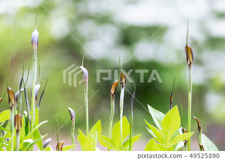 Murasaki Hanger Takino Suzuran Hillside Park 49525890