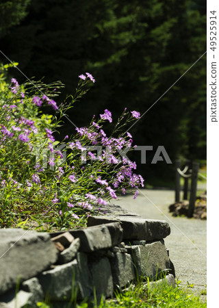 Ezo Kawara Nadesico Yurigahara Park Ezo Kawara Nadesico Yurigahara Park 49525914