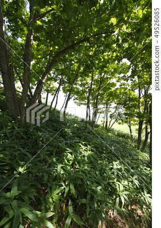 北海道釧路沼澤地 北海道釧路沼澤地 49526085