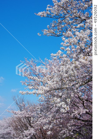 Cherry blossoms and blue sky Cherry blossoms frame Cherry blossoms and blue sky Cherry blossoms frame 49526092