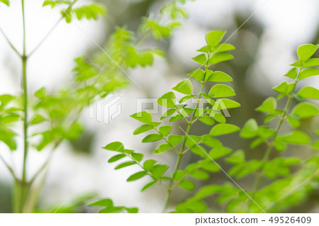 Closeup young moringa leaves branch 49526409