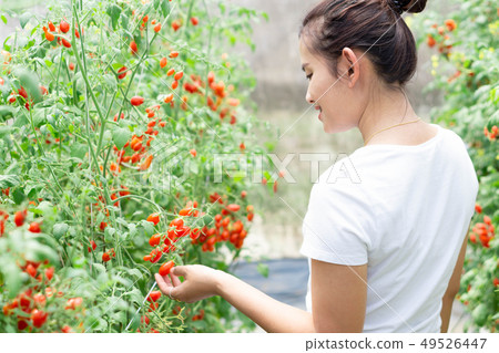 Closeup hand holding tomatoes 49526447