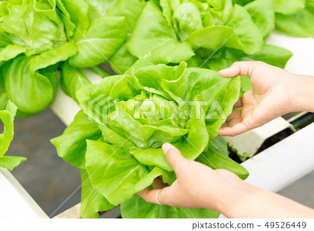 Closeup hand holding fresh vegetable hydroponic Closeup hand holding fresh vegetable hydroponic 49526449