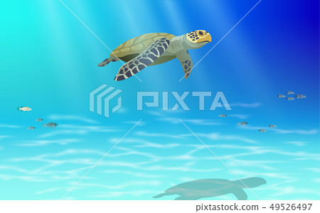sea turtle, animal, reef 49526497
