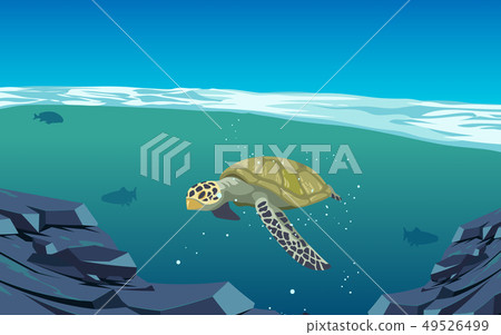 turtle, sea, shell 49526499