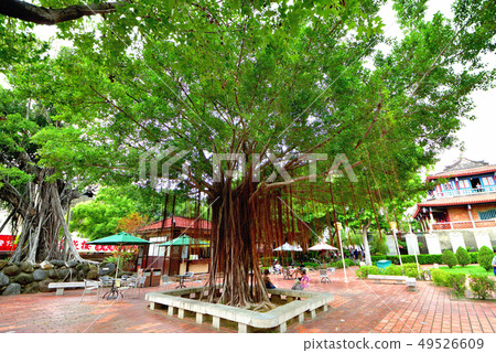 Huge banyan towering at Tainan Hongyu Castle Park, Taiwan 49526609