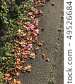 落在人行道上的花瓣 49526684