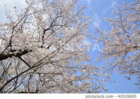 櫻花 櫻花 49526695