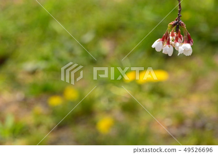 櫻花 櫻花 49526696