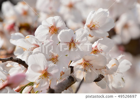 櫻花 櫻花 49526697