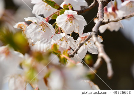 櫻花 櫻花 49526698