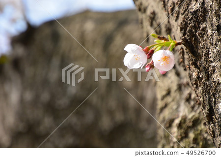 櫻花 49526700