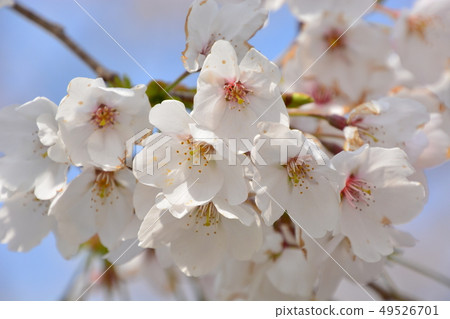 櫻花 櫻花 49526701