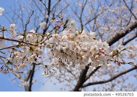 櫻花 櫻花 49526703