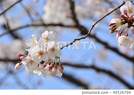 櫻花 49526704