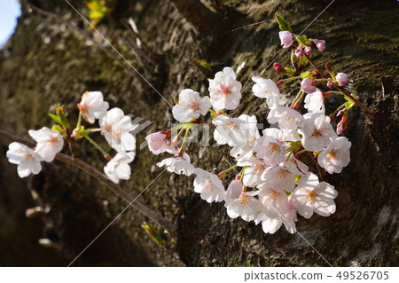 櫻花 櫻花 49526705