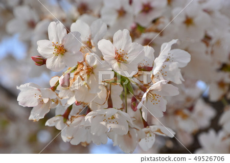 櫻花 櫻花 49526706