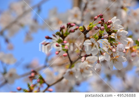 櫻花 櫻花 49526888