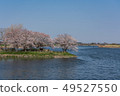Cherry blossoms in Okasu water park 49527550