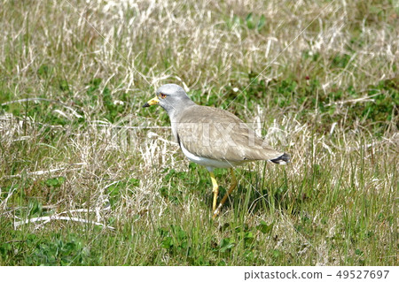 Buttoned bird Buttoned bird 49527697