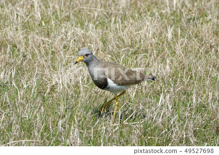 Buttoned bird Buttoned bird 49527698