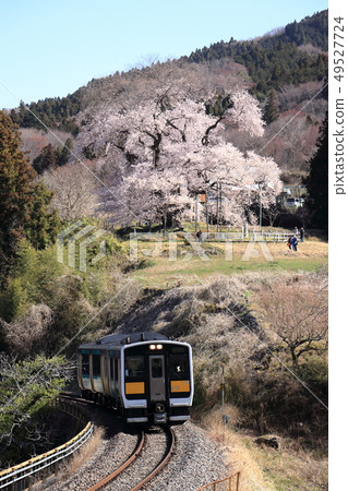 Cherry blossoms and Mizugori Line in Totsube Cherry blossoms and Mizugori Line in Totsube 49527724