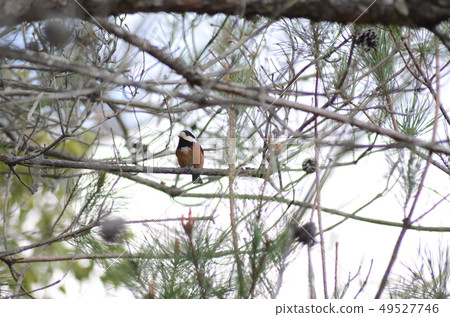 野鳥Yamagara 49527746