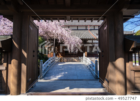 Tamadoin的櫻花 Tamadoin的櫻花 49527747