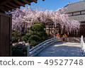 Cherry blossoms at Tamadoin 49527748