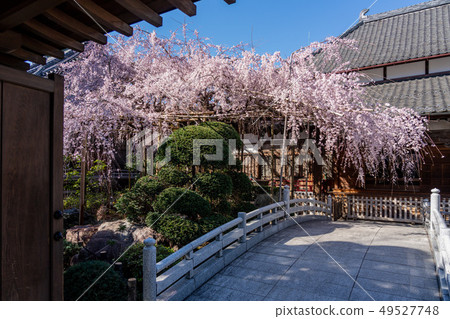 Tamadoin的櫻花 Tamadoin的櫻花 49527748