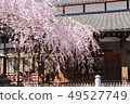 Cherry blossoms at Tamadoin 49527749