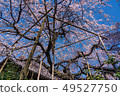 Cherry blossoms at Tamadoin 49527750