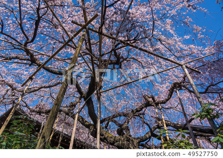 Cherry blossoms at Tamadoin Cherry blossoms at Tamadoin 49527750
