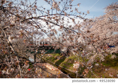 櫻花 櫻花 49528090